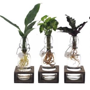 Intenz Mix in Ann Glas (weiße Kappe) + Naturel Single - 3 Stücke - Ø7cm - ↕25cm