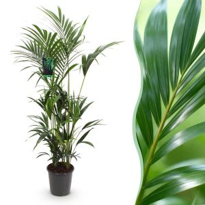 Green boutiQ - Zimmerpflanze - Howea Forsteriana - Kentia-Palme - Pflegeleicht - Grün - 1 Pflanze - Topf 27cm - Höhe 160-170cm