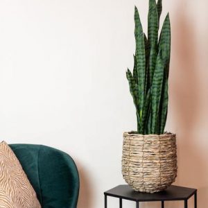 Kunstpflanze - Sanseveria black coral - Frauernzunge - 97 cm