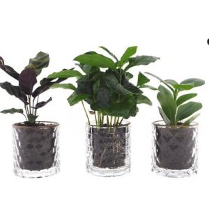 Intenz Mix in Case Gold - 3 Stücke - Ø7cm - ↕25cm