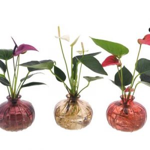 Anthurium Mix in Nela 3 Farben - 3 Stücke - Ø12cm - ↕30cm