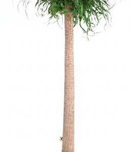 Beaucarnea XXL - 200cm - 180cm