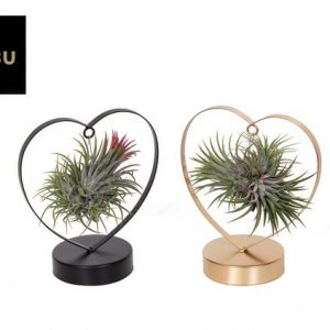 Tillandsia Love Edition Schwarz/Goud Mix - 2 Stücke - Ø10,5cm - ↕21cm