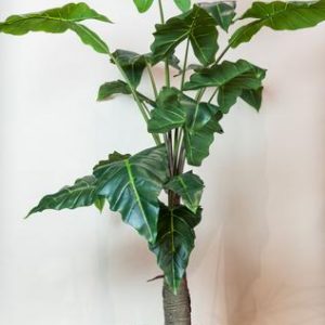 Kunstpflanze - Alocasia - 150 cm