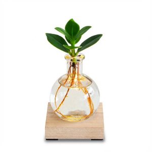 Glowplant - Clusia in einer Vase mit einer Lampe