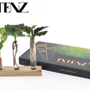 Briefkastenpaket Hydrokultur - Ø7cm - ↕10cm