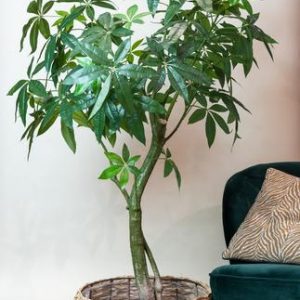 Kunstpflanze - Pachira Aquatica - Glückskastanie - 180 cm