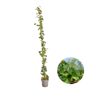 Hedera Hibernica - Efeu - gestäbt - ↨150 - 175 cm