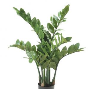 Kunstpflanze - Zamioculcas - Zimmerpalme - 70 cm