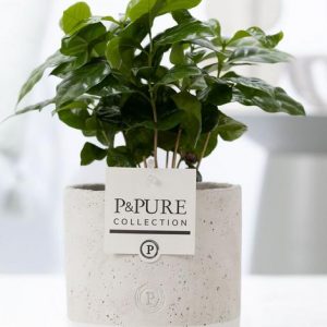 Coffea Arabica In P&PURE Jade Ceramics - Ø12cm - ↕20cm