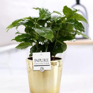 Coffea Arabica In P&PURE Laryssa Ceramics Shiny Gold - Ø12cm - ↕20cm