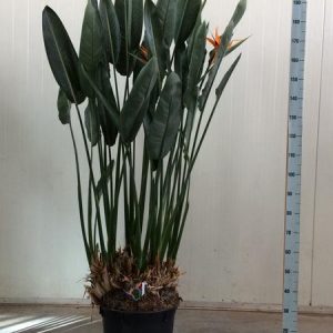 Strelitzia Reginae XXL - 200cm - ø50