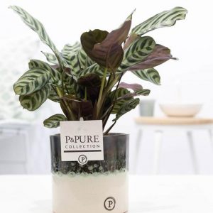 Ctenanthe Burle Marxii In Illusion Cer. - Ø12cm - ↕25cm