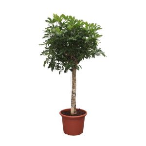 Schefflera Arboricola Compacta boom - 180 cm - ø35