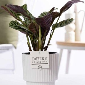 Ctenanthe Burle Marxii In P&PURE Ivy Ceramics Shiny White - Ø12cm - ↕25cm