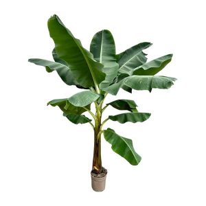 Bananenplant (Musa) - 250 cm - ø30