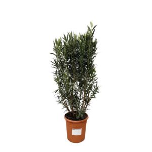 Nerium Oleander struik - 180cm- Ø40
