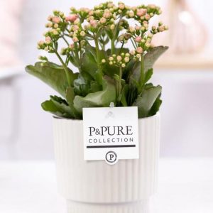 Kalanchoe Pink In P&PURE Ivy Ceramics Shiny White - Ø12cm - ↕27cm
