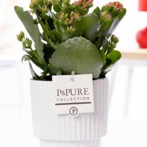 Kalanchoe Red In P&PURE Ivy Ceramics Shiny White - Ø12cm - ↕27cm
