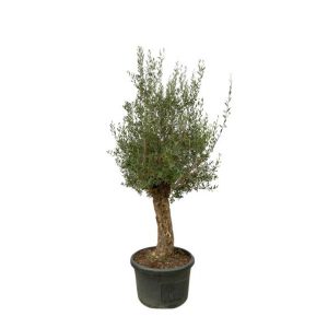 Olea Europaea Bonsai - 250cm- Ø65