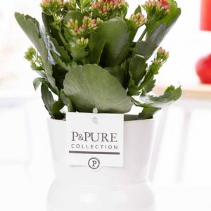 Kalanchoe Red In P&PURE Plant Vase Maximawhite - Ø12cm - ↕27cm