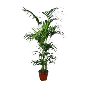 Howea - Ø24cm - ↕180cm