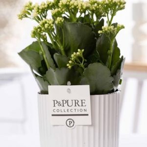 Kalanchoe White In P&PURE Ivy Ceramics - Ø12cm - ↕27cm