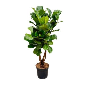 Ficus Lyrata vertakt XL - 200cm - ø34