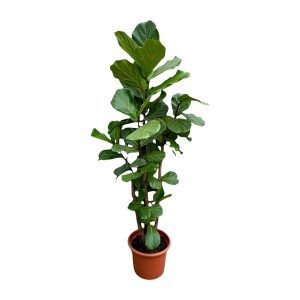 Ficus Lyrata vertakt XXL - 220cm - ø45-50 cm