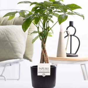 Pachira Aquatica In P&PURE Ceramics Liv - Ø12cm - ↕45cm