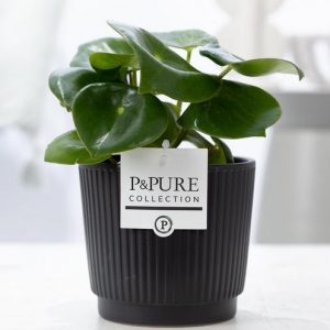 Peperomia Raindrop In P&PURE Liv Ceramics Matt Black - Ø12cm - ↕25cm