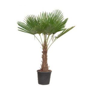 Trachycarpus Fortuneii - 180-200 cm - Ø40cm