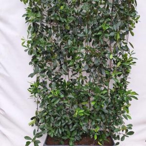 Photinia Fraseri 'Red Robin' - Glanzmispel - Fertighecke - 120 x 180 cm