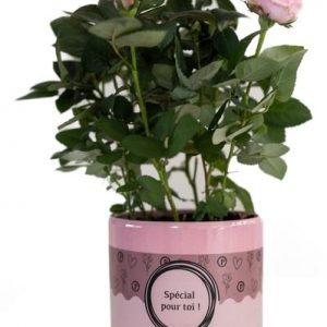 Rosa Light Pink In P&PURE "SPECIAL POUR TOI" Verpakking - Ø12cm - ↕30cm