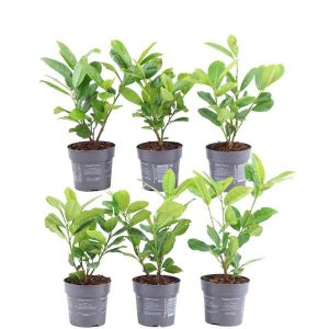 Plants by Frank - 1m Kirschlorbeer Hecke - Prunus laurocerasus 'Rotundifolia' - Pflanzenset mit 6 winterharten Heckenpflanzen - Immergrüne Hecke - Direkt von der Gärtnerei geliefert