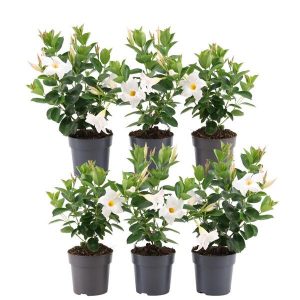 6 x Dipladenia white - Mandevilla white Ø12 cm - ↕25 cm
