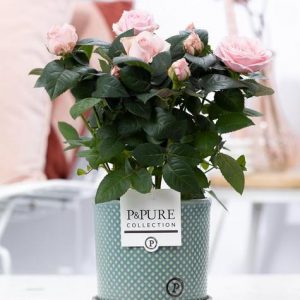 Rosa Light Pink In P&PURE Lauren Ceramics - Ø12cm - ↕30cm