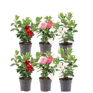 Dipladenia Mix - 2 x Mandevilla pink - 2 x Mandevilla white - 2 x Mandevilla red Ø12 cm - ↕25 cm