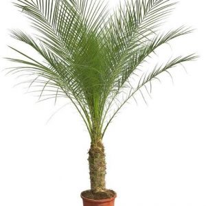 Phoenix Roebelenii auf Stiel - 190cm - 200cm