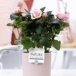 Rosa Light Pink In P&PURE Sophie Ceramics Pink - Ø12cm - ↕30cm