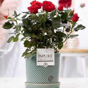 Rosa Red In P&PURE Lauren Ceramics - Ø12cm - ↕30cm