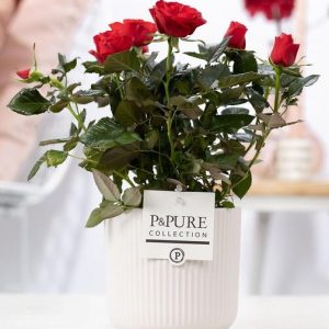 Rosa Red In P&PURE Sophie Ceramics White - Ø12cm - ↕30cm