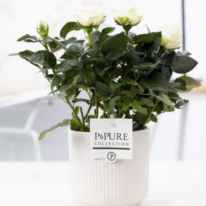 Rosa White In P&PURE Sophie Ceramics White - Ø12cm - ↕30cm