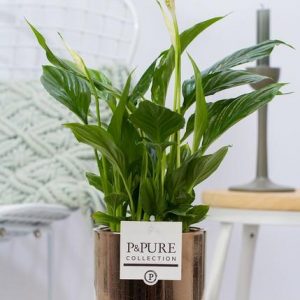 Spathiphyllum In P&PURE Juliette Ceramics Goldbronze - Ø12cm - ↕35cm