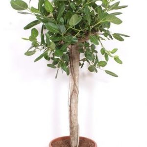 Ficus Benghalensis boom de luxe - 200cm