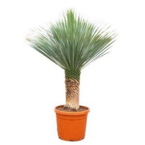 Yucca Rostrata - 140 - 160cm - Ø55